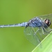 深藍印蜻 - Photo (c) mike999，保留部份權利CC BY-NC