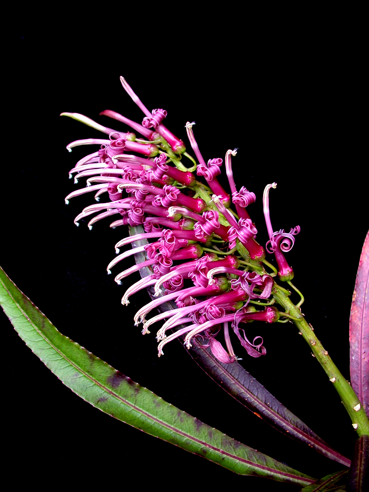 Lobelia niihauensis