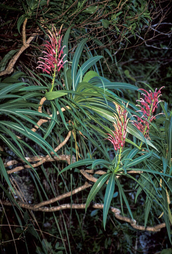Lobelia niihauensis