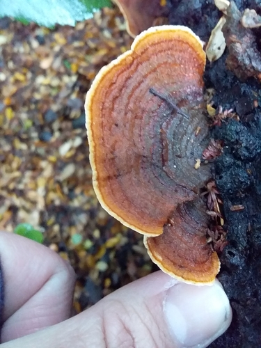 Thelephora versicolor image