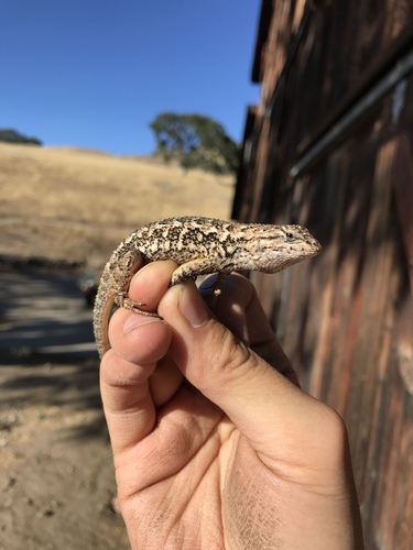 iNaturalist observation photo of Western Fence Lizard