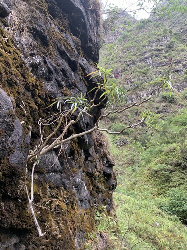 Lobelia niihauensis