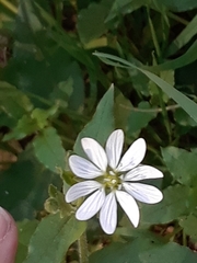 Stellaria longipes