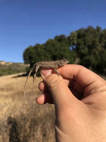 iNaturalist observation photo of Western Fence Lizard