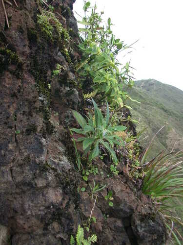 Lobelia oahuensis, 2004-01-12