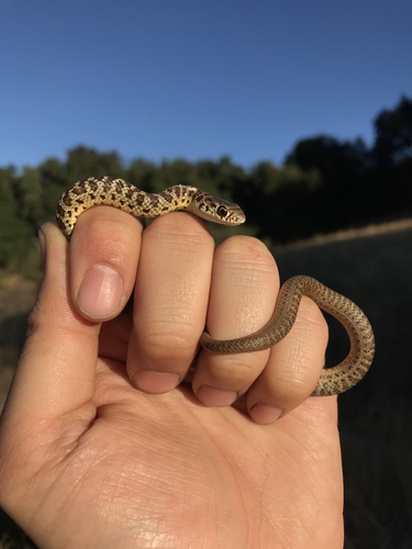 iNaturalist observation photo of Western Yellow-bellied Racer