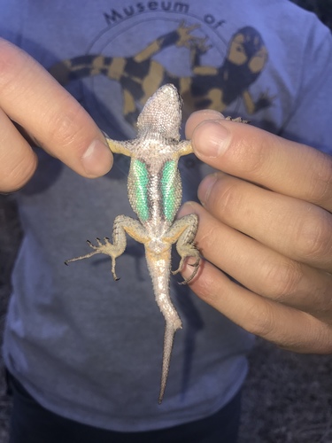 iNaturalist observation photo of Western Fence Lizard