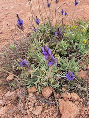 Lavandula canariensis image