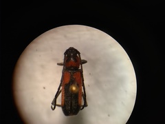 Crossidius discoideus