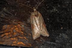 Nycteola revayana