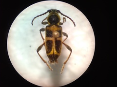 Triodoclytus lanifer