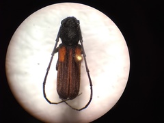 Tragidion coquus