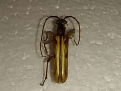 Ortholeptura valida