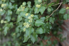 Hedera helix