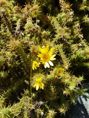 Cullumia reticulata