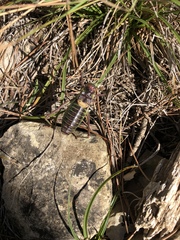 Parasteropleurus perezii
