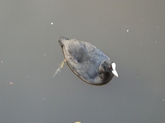 Fulica atra