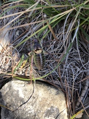 Parasteropleurus perezii