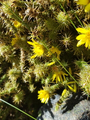 Cullumia reticulata