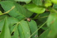 Eysarcoris guttigerus