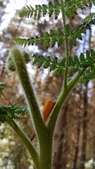 Hypolepis dicksonioides