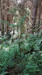 Hypolepis dicksonioides