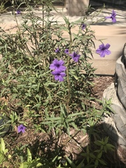 Ruellia simplex