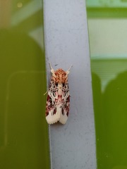 Spodoptera picta