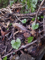 Corybas acuminatus