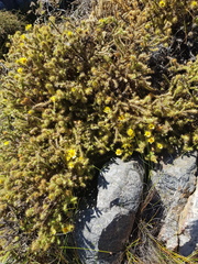 Cullumia reticulata