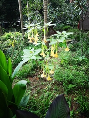Brugmansia
