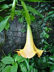 Brugmansia
