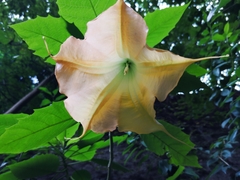 Brugmansia