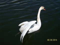 Cygnus olor