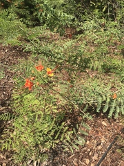 Caesalpinia pulcherrima