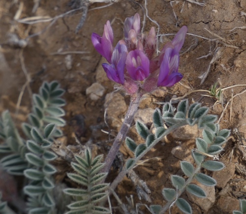 Image of Astragalus feensis by (c) bmasinton, some rights reserved (CC BY-SA)