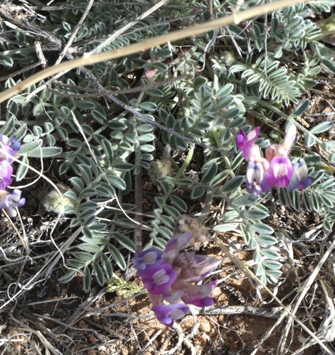 Image of Astragalus feensis by (c) bmasinton, some rights reserved (CC BY-SA)