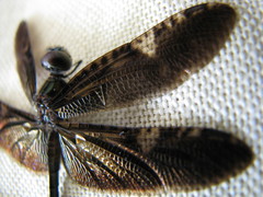Rhyothemis obsolescens