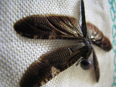 Rhyothemis obsolescens