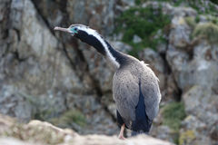 Phalacrocorax punctatus punctatus