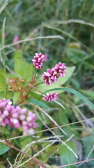 Persicaria longiseta