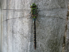 Anax guttatus