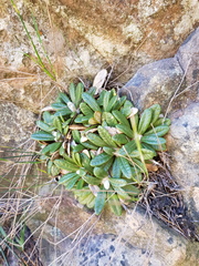 Oldenburgia intermedia