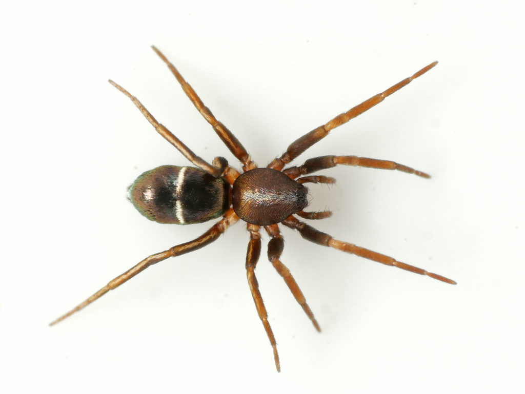 Micaria subopaca