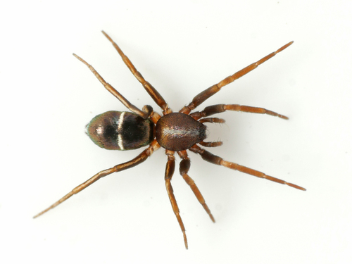 Micaria subopaca