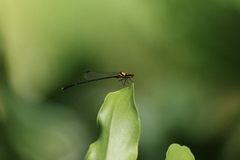 Prodasineura croconota