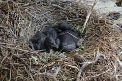 Phalacrocorax punctatus punctatus