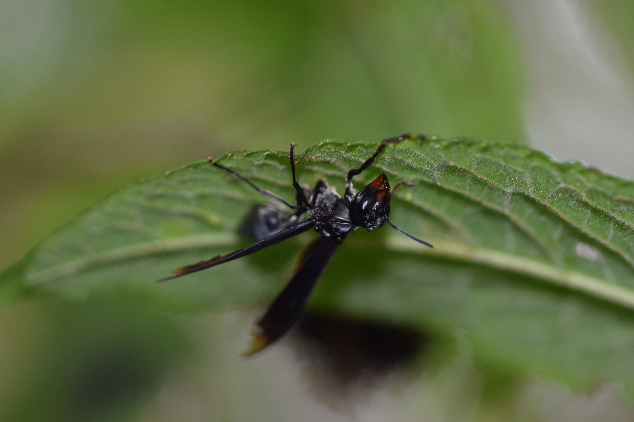 Vespidae image