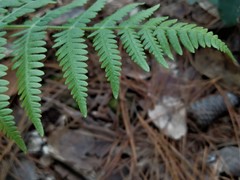 Pteridium feei