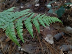 Pteridium feei